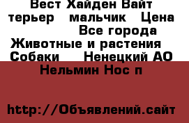 Вест Хайден Вайт терьер - мальчик › Цена ­ 35 000 - Все города Животные и растения » Собаки   . Ненецкий АО,Нельмин Нос п.